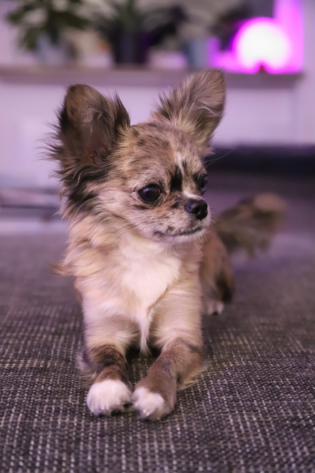 Wachsamer Blick im&nbsp;Abendlicht