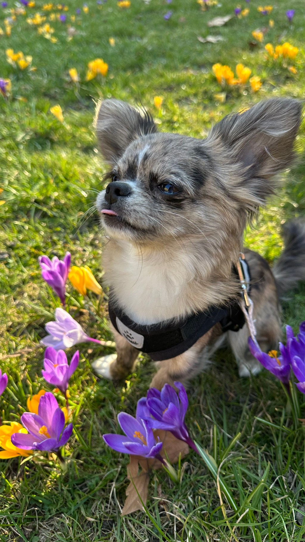 Frühling auf vier&nbsp;Pfoten